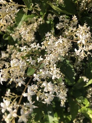 Ligustrum