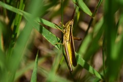 Mermiria intertexta