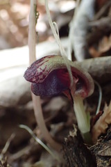 Corybas trilobus