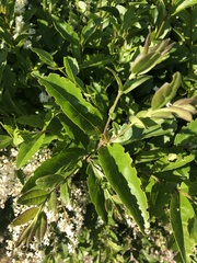 Ligustrum
