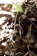 Corybas trilobus