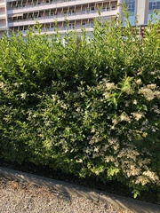 Ligustrum