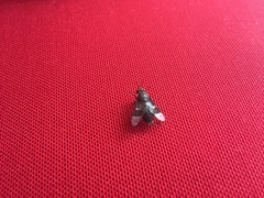 Chrysops cincticornis