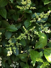 Ligustrum