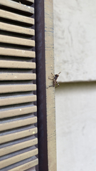 Melanoplus punctulatus