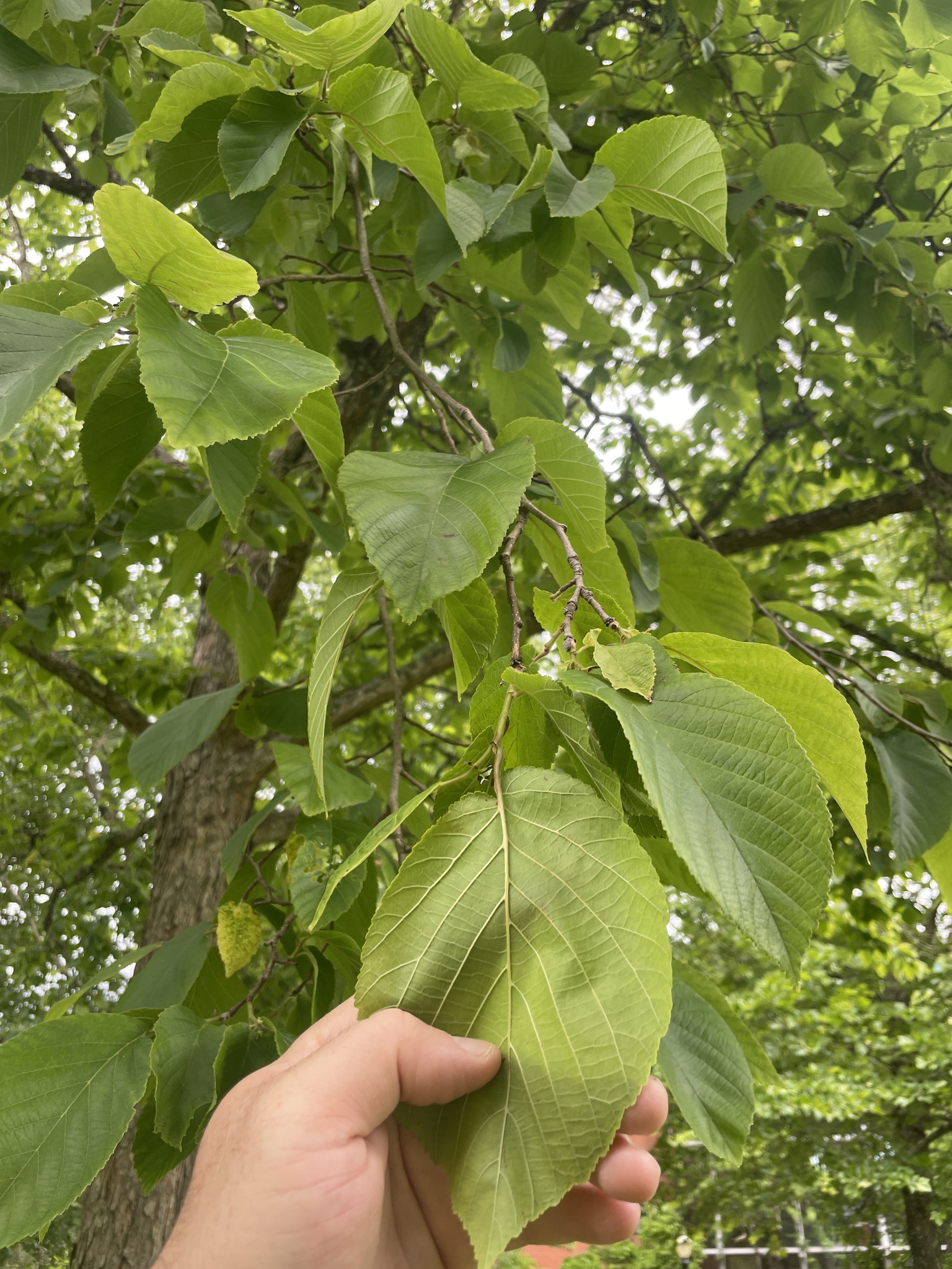 Corylus chinensis