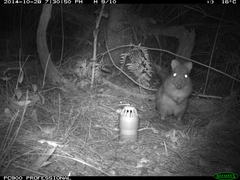 Potorous tridactylus