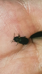 Hadrobregmus pertinax