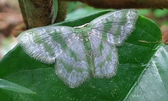 Gelasmodes fasciata