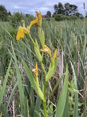 Iris pseudacorus