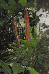 Vriesea incurvata