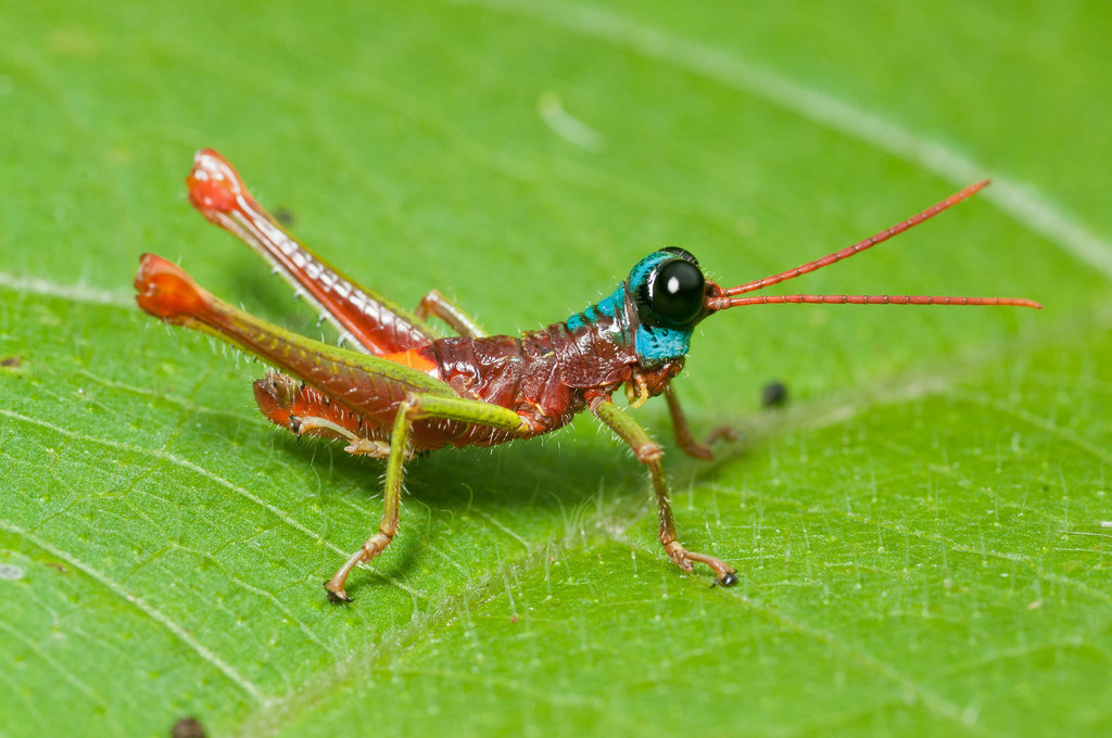 Opaonella tenuis