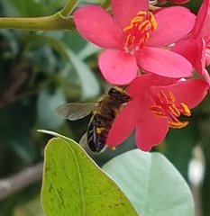 Apis mellifera