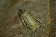 Acompsia cinerella