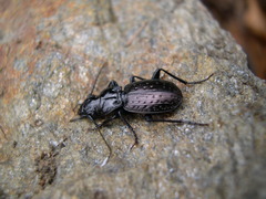 Pterostichus impressus