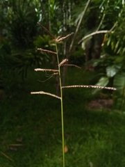 Paspalum paniculatum image