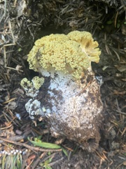Ramaria magnipes