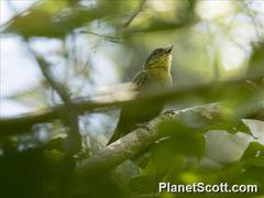 Ploceus nelicourvi