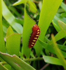 Eumaeus atala