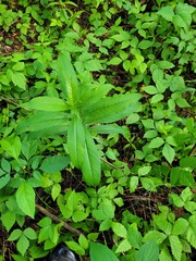 Lysimachia thyrsiflora