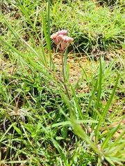 Asclepias senecionifolia