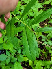 Lysimachia thyrsiflora