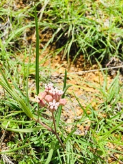 Asclepias senecionifolia