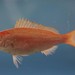 Vermilion Snapper - Photo (c) NOAA Photo Library, some rights reserved (CC BY)