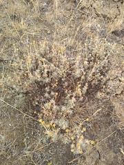 Eriogonum thymoides
