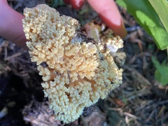 Ramaria magnipes