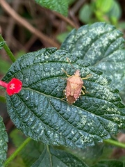 Supputius cincticeps