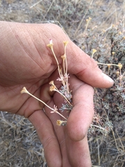 Eriogonum thymoides