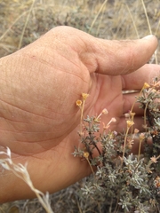 Eriogonum thymoides