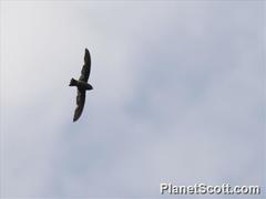 Zoonavena grandidieri