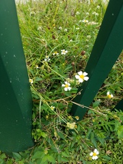 Bidens alba