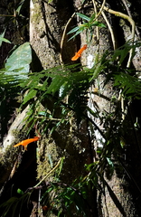 Columnea rubricaulis