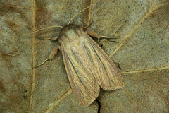 Mythimna pudorina