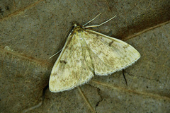 Anania perlucidalis