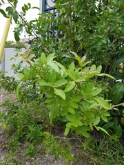 Schinus terebinthifolia