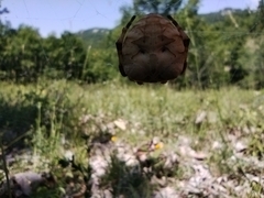 Araneus grossus