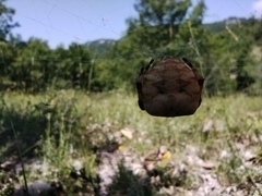 Araneus grossus