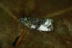 Apotomis sororculana