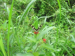 Heliconius hewitsoni