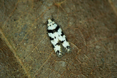 Pseudotelphusa scalella