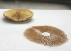 Paxillus cuprinus