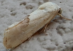 Ponometia libedis