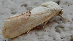 Ponometia libedis