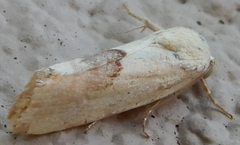 Ponometia libedis