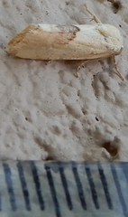 Ponometia libedis