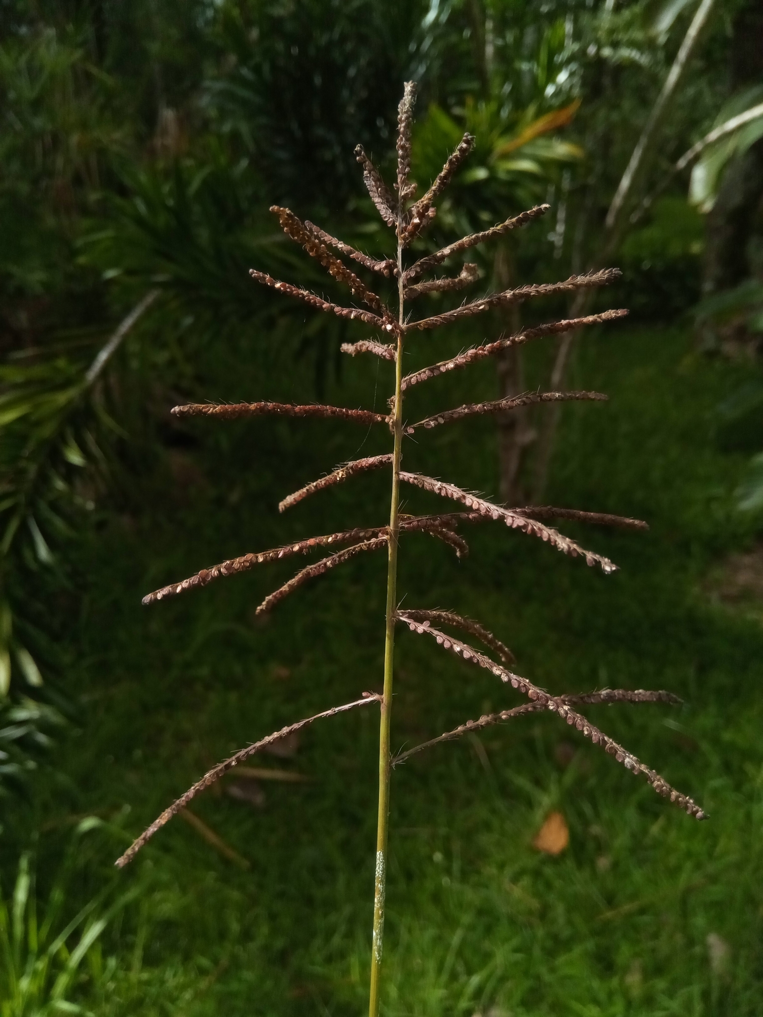 Paspalum paniculatum
